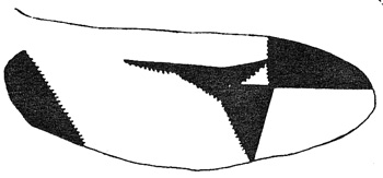 Psephenus herricki elytra - modified from Brown and Murvosh 1974