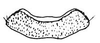 Psephenus herricki labrum - modified from Brown and Murvosh 1974