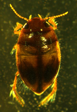 Bidessontus sp. from Honduras