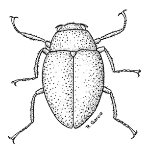 Lutrochus luteus adult - from Brown 1972