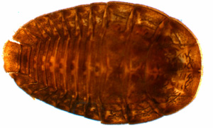 Psephenus herricki - larva - copyright 2006 Ethan Bright