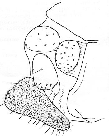 Female genitalia of Pagastia orthogonia, lateral view