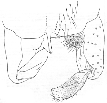 Male hypopygium of Pagastia orthogonia, dorsal view (modifed from Oliver 1959)