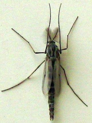 Chironomus - Insect Division