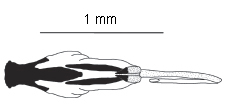 Isogenoides olivaceus anterior epiproct - Sandberg and Stewart 2005, used by permission