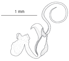 Isogenoides olivaceus lateral epiproct - Sandberg and Stewart 2005, used by permission