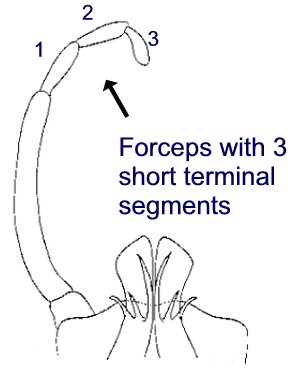 Genital forceps of male Arthoplea sp. (from Burks 1953)