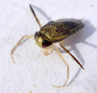 Photo credit: <a href="http://www.flickr.com/photos/25258702@N04/2823049562/">Mick E. Talbot</a> / <a href="http://foter.com/Nature/">Foter</a> / <a href="http://creativecommons.org/licenses/by/2.0/">CC BY</a>